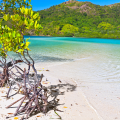 Mangroves tree on the tropical island Snake