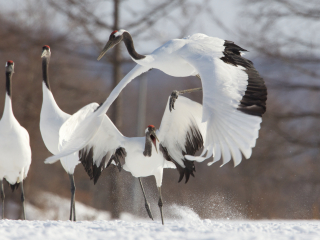 钏路市阿寒国际鹤中心