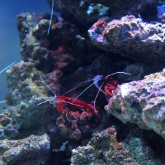 YOKOHAMA, JAPAN - MAY 9 : Aquatic animal in Yokohama Hakkeijima Sea Paradise. This Aquarium is the largest collection of marine life all in one aqua museum of Japan aquarium.