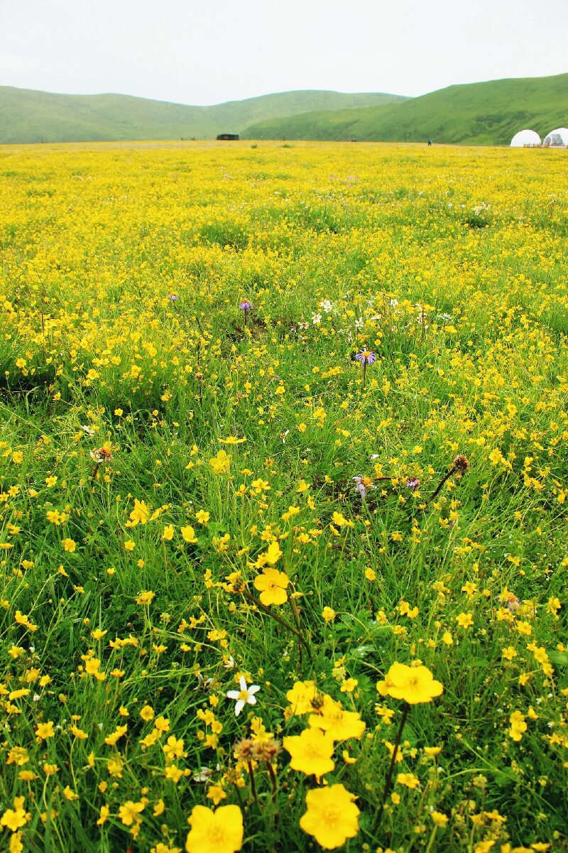 俄木塘草原花海                      俄