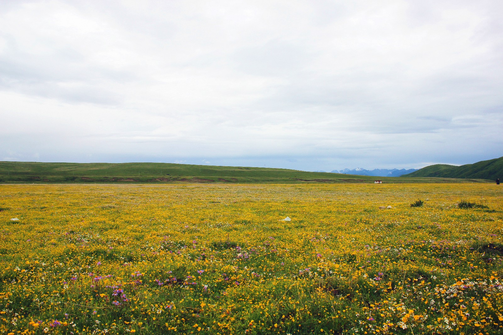 俄木塘草原花海                      俄