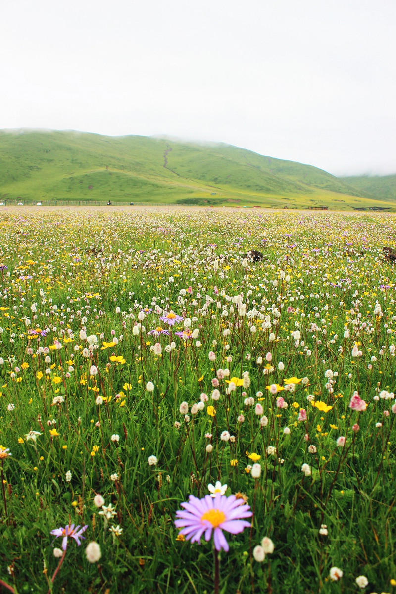 【途牛首发】花事未了∣六月四川红原花海二日行记