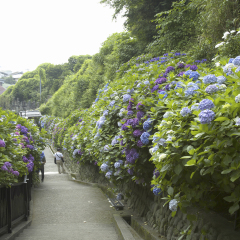 An image of Road With Hydrangea