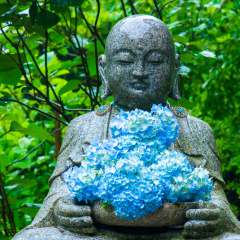 hydrangea,kamakura,kanagawa,japan