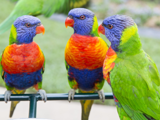 黄金海岸可伦宾野生动物园