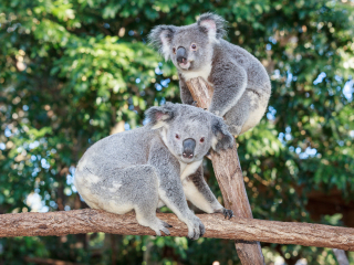 黄金海岸可伦宾野生动物园