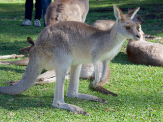 黄金海岸可伦宾野生动物园