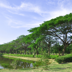 Scenic landscape of Langkawi Legend park, a lake nearby row of trees under  blue sky. This park located at Langkawi, Kedah, Malaysia