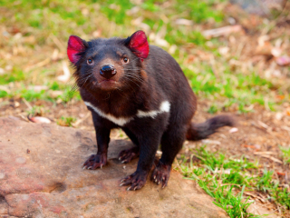 塔斯马尼亚恶魔公园