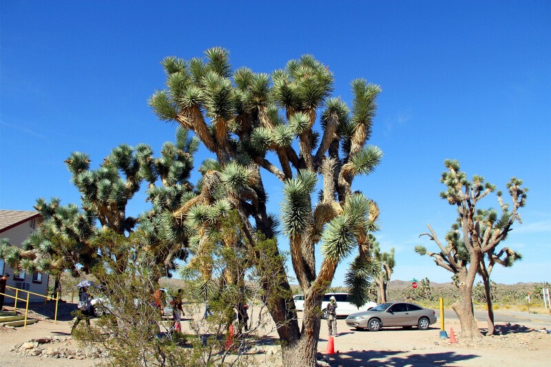 游客接待中心的这棵"耶稣亚树"长得最漂亮.