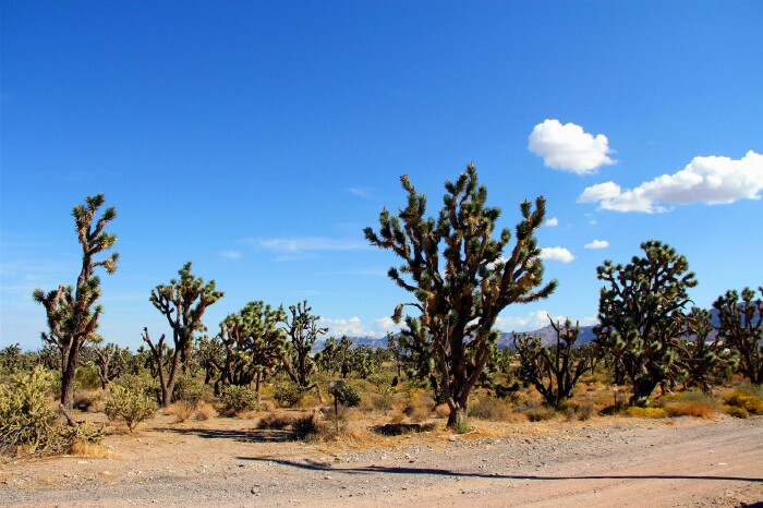 这是长在路边的耶稣亚树.