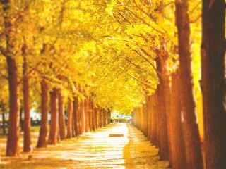 十里古银杏长廊