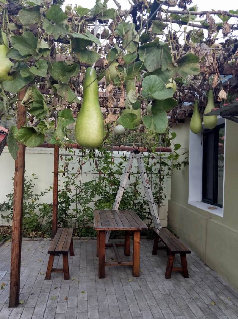 这是第二天早上拍的前院葫芦架