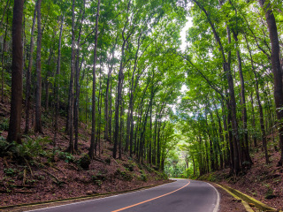 罗博人造桃心木森林