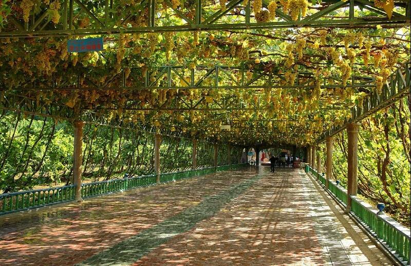 火洲的桃花源葡萄沟