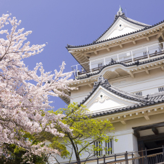 Cherry Blossoms And The Castle In Japan
