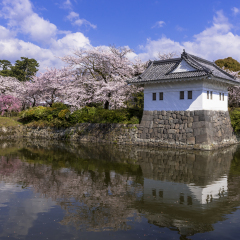 cherry blosoms in odawara castle ruins park