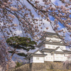 cherry blosoms in odawara castle ruins park