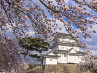 小田原城址公园