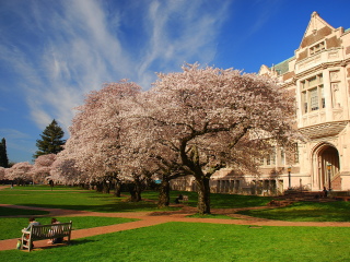华盛顿大学