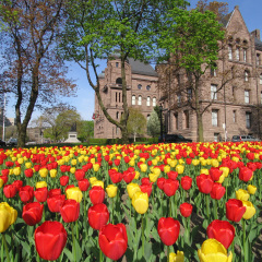 Ontario Parliament Building with tulip patch