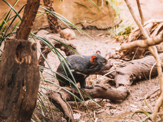 塔斯马尼亚恶魔公园
