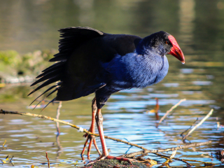柳岸野生动物保护区