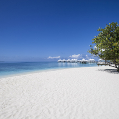 paradisiacal landscape tropical beach in the Maldives