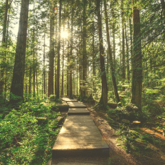 Lynn Canyon park in Vancouver