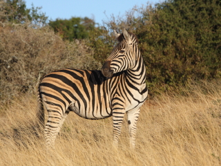 圣瓦里野生动物保护区