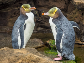 奥玛鲁蓝眼企鹅栖息地
