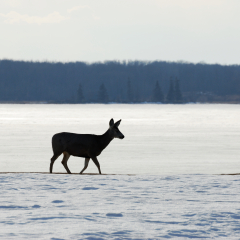 A deer wandering in the elk island national park in winter, edmonton, alberta, canada