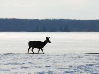 麋鹿岛国家公园