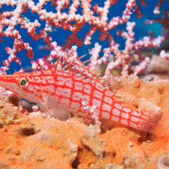 Underwater Creature of Andaman Sea, Thailand