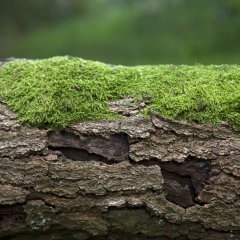 tree trunk with moss