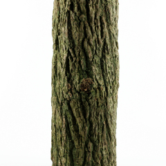 Wooden obsolete log. Top view. Isolated on a white.