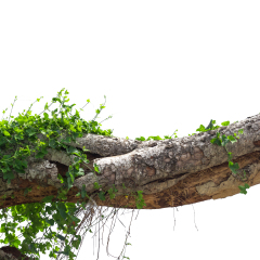 Vine on tree in white background