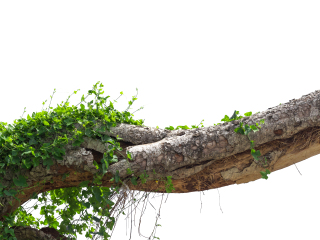 亚龙湾热带天堂森林公园