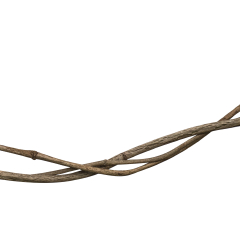 Twisted wild liana vine isolated on white background, clipping path included