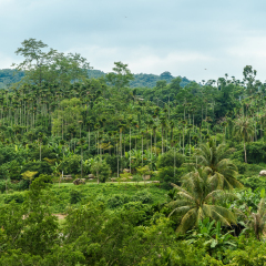 Areca valley in Hainan, China