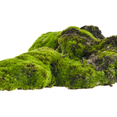 moss isolated on white background
