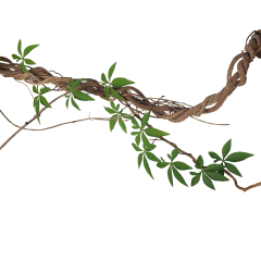 Twisted big jungle vines with leaves of wild morning glory liana plant isolated on white background, clipping path included.