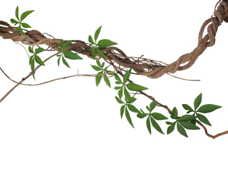 亚龙湾热带天堂森林公园