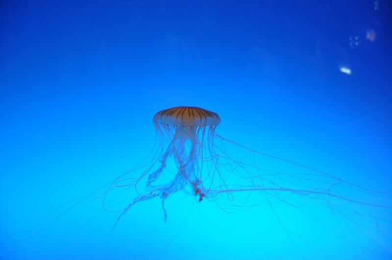 大阪海游馆                     很长的水母
