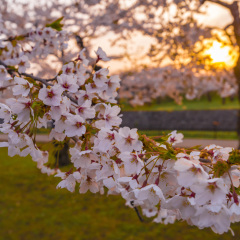 Cherry blossoms