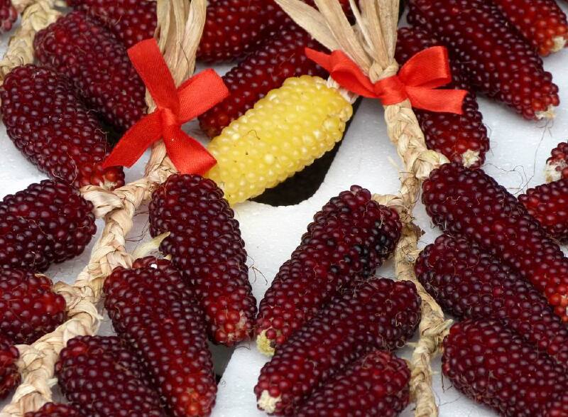   这是当地产的珍珠玉米