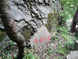 金丝大峡谷国家森林公园