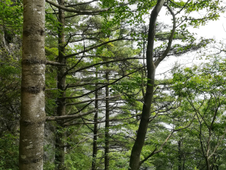 陕西天竺山国家森林公园