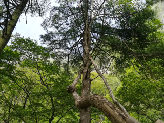 陕西天竺山国家森林公园