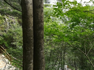 陕西天竺山国家森林公园